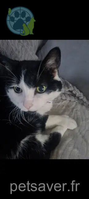 chatte lost   88100 Coinches Isis
