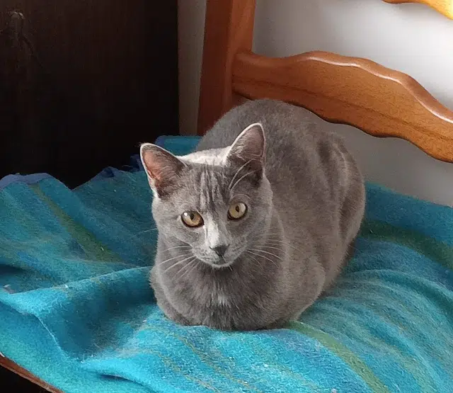 chatte lost   88230 Fraize Juliette