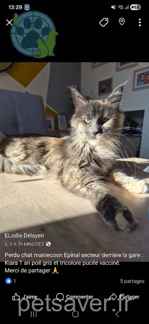 Katze lost   88000 Épinal Kiara