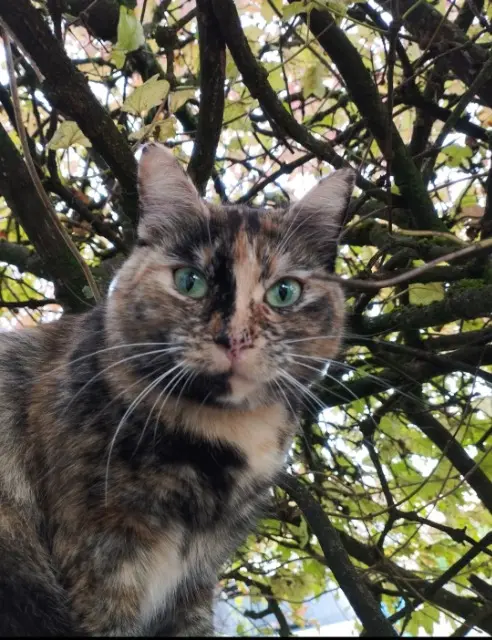 chatte lost   88150 Thaon-les-Vosges Kissy
