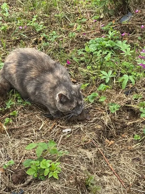 chatte lost   88270 Charmois-l'Orgueilleux Kokoro