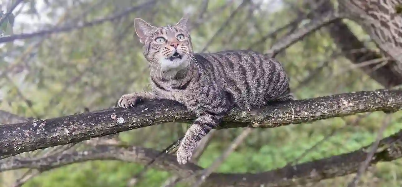 Chatte Perdue 88 Vosges - Luna Chatte Perdue 88 Vosges - Luna