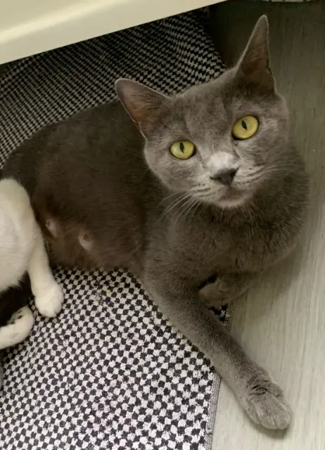 chatte perdue 88100 Saint-Dié-des-Vosges Mia chatte lost 88100 Saint-Dié-des-Vosges Mia