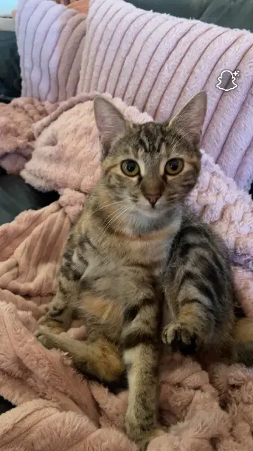 chatte lost   88000 Épinal Milo