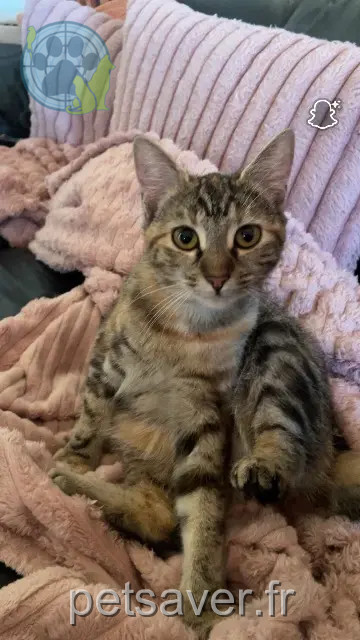 Katze vermisst 88000 Épinal Milo Katze lost 88000 Épinal Milo