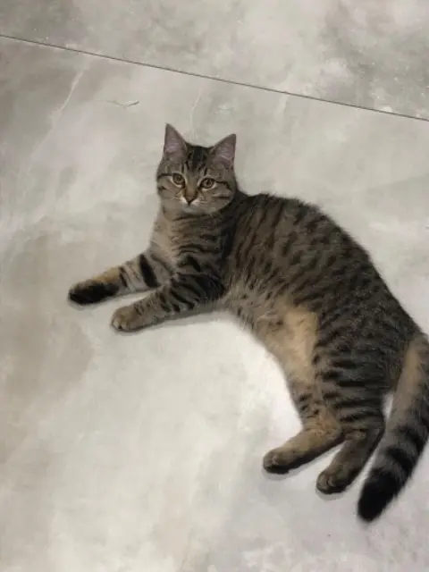 chatte lost   88000 Dogneville Nala