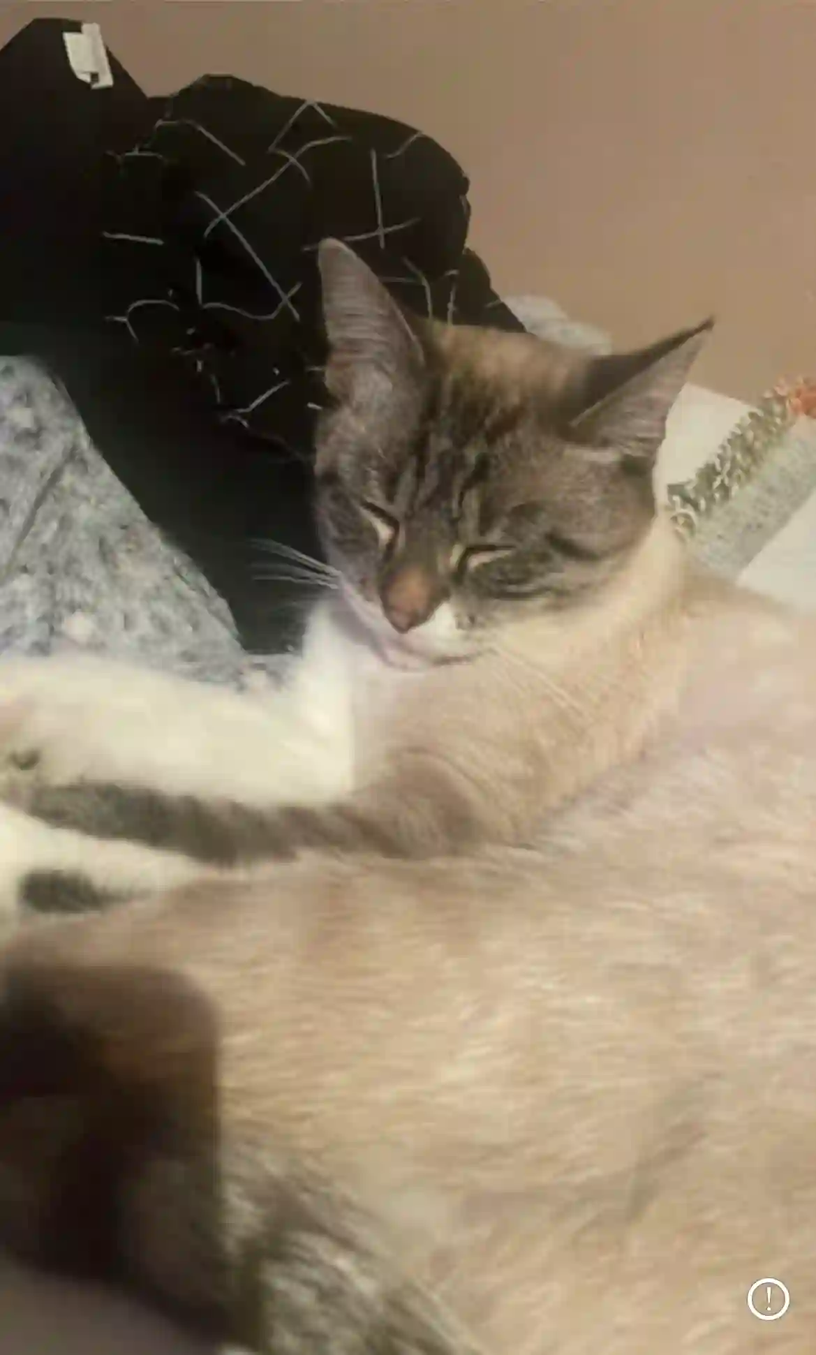 Chatte Perdue 88 Vosges - Nika Chatte Perdue 88 Vosges - Nika