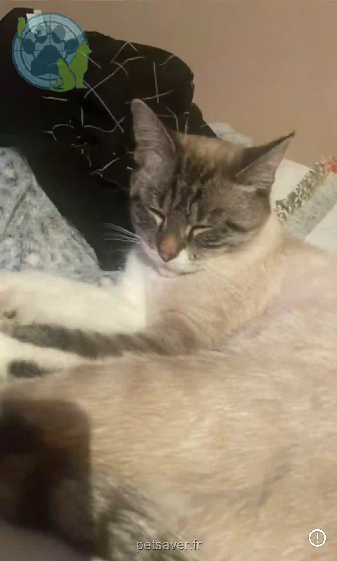 Chatte Perdue 88 Vosges - Nika Chatte Perdue 88 Vosges - Nika