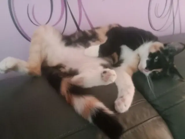 chatte lost   88100 Saint-Dié-des-Vosges Oria