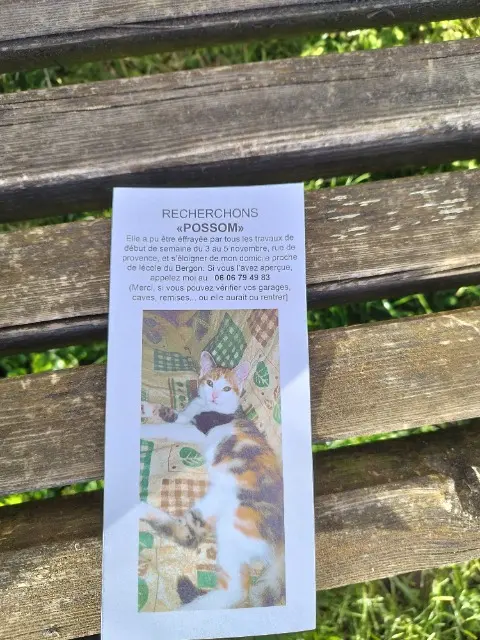 chatte lost   88400 Gérardmer Possom