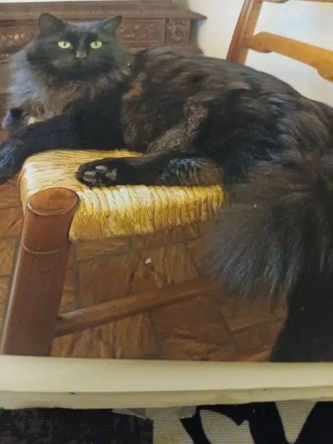 chatte lost   88150 Chavelot Ptitminou