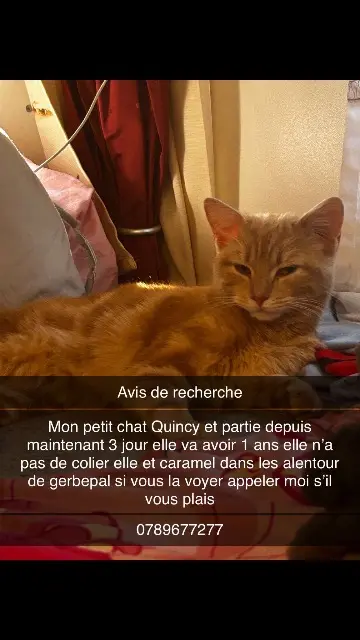 chatte lost   88430 Gerbépal Quincy