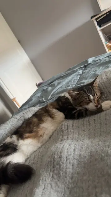 chatte lost   88000 Épinal Tok