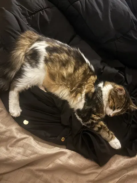 chatte lost   88000 Épinal Tok