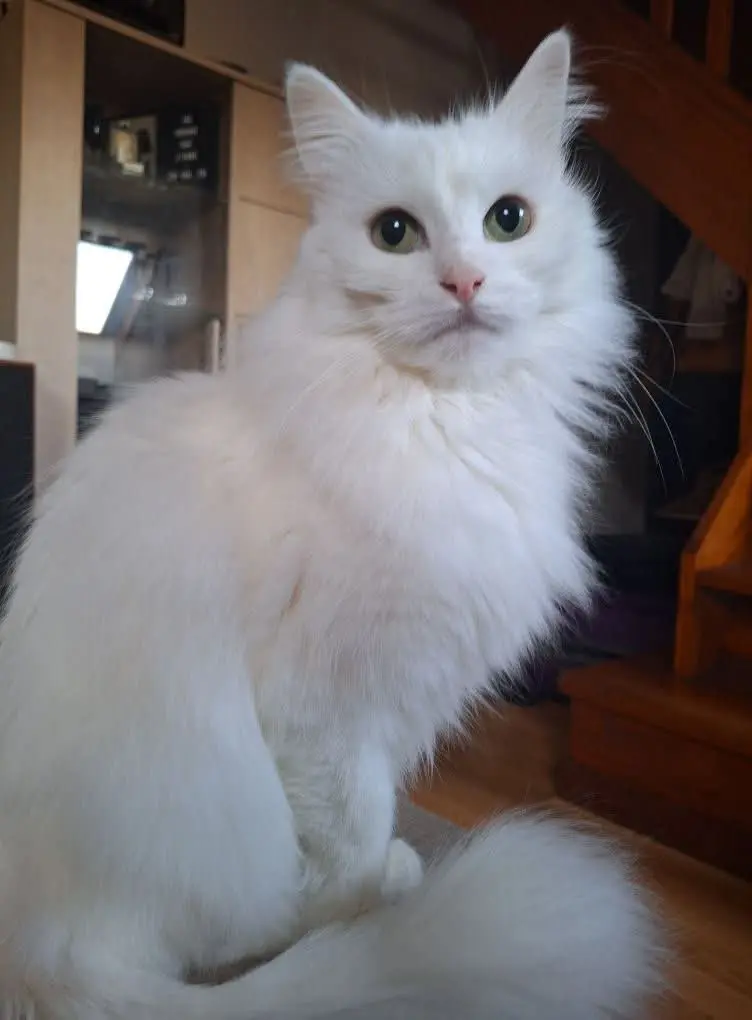 kat vermist 88390 Uxegney Toutoune kat lost 88390 Uxegney Toutoune