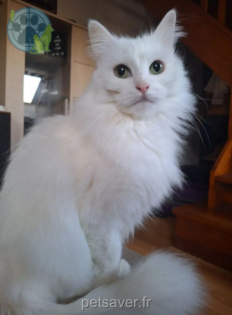 gata perdida 88390 Uxegney Toutoune gata lost 88390 Uxegney Toutoune