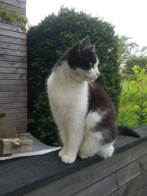 chatte lost   88000 Épinal Tsuky