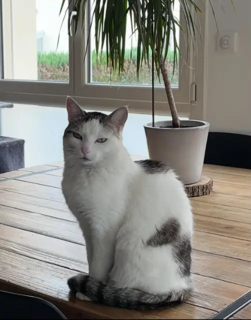 chatte lost   88400 Gérardmer Tuk