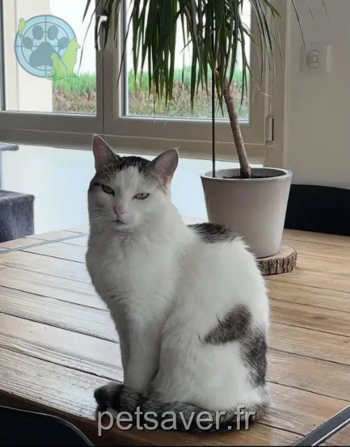 gata perdida 88400 Gérardmer Tuk gata lost 88400 Gérardmer Tuk