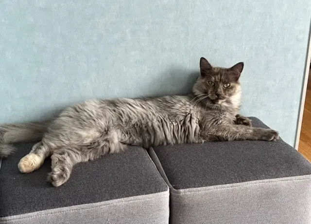 chatte lost   88160 Le Thillot Una