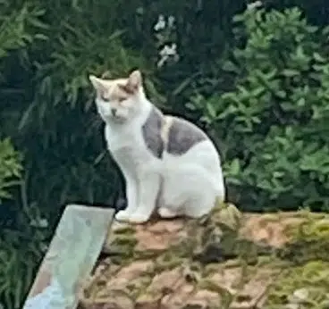 chatte lost   88000 Épinal Utah