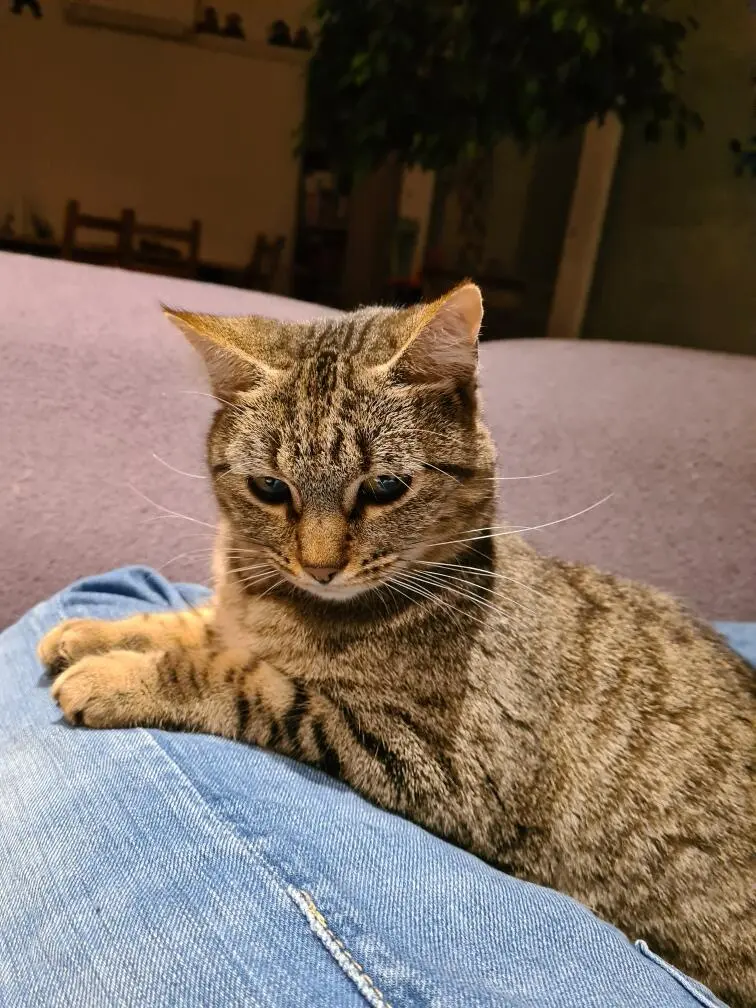 Chatte Perdue 88 Vosges Chatte Perdue 88 Vosges