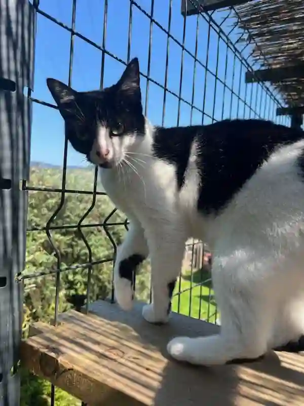 Chatte Perdue 88 Vosges Chatte Perdue 88 Vosges