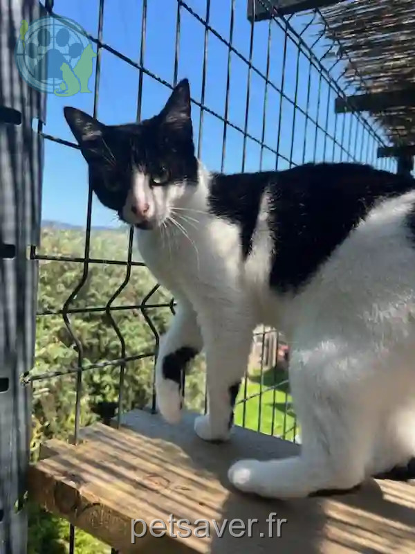 Chatte Perdue 88 Vosges Chatte Perdue 88 Vosges