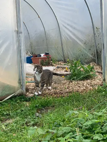 Chatte Perdue 88 Vosges Chatte Perdue 88 Vosges