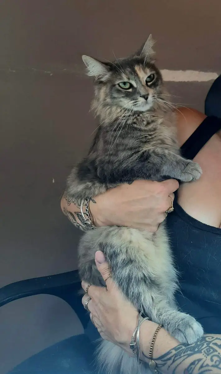 Chatte Perdue 89 Yonne Chatte Perdue 89 Yonne