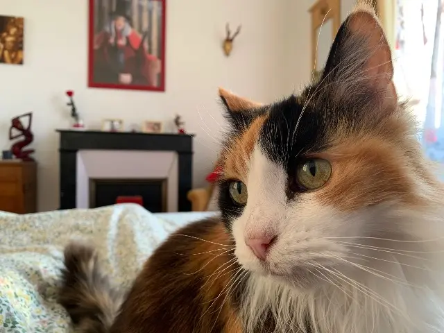 chatte lost    Auxerre Albane