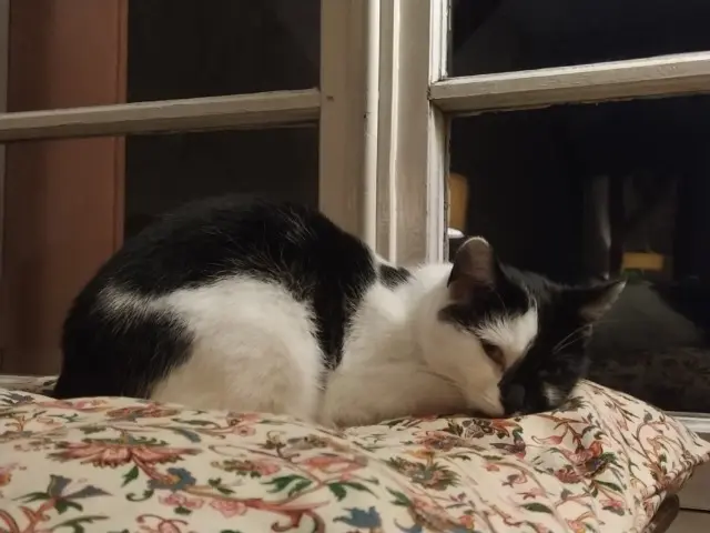 chatte lost   89100 Sens Boule Douce