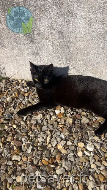 chatte lost   89100 Paron Boulette