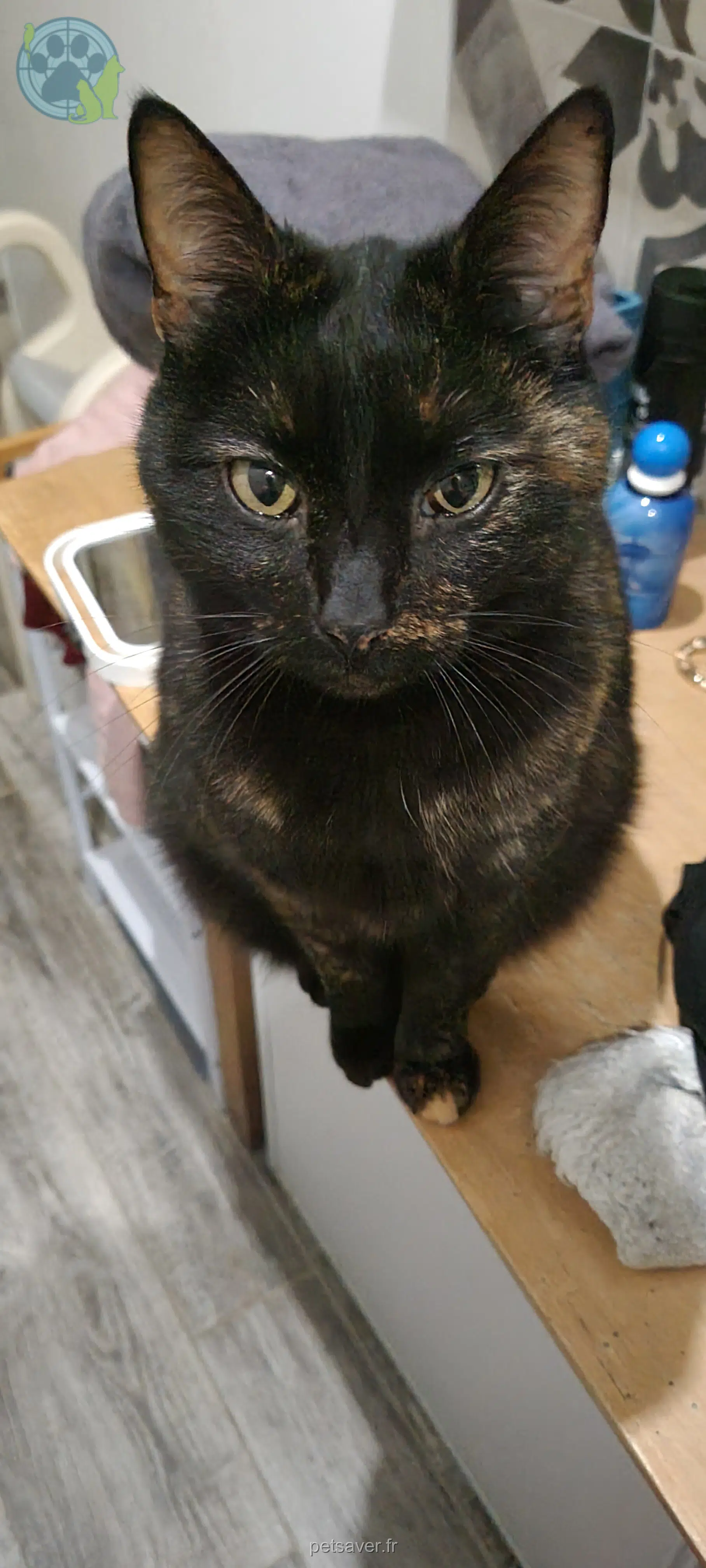 chatte lost   89420 Savigny-en-Terre-Plaine Caline