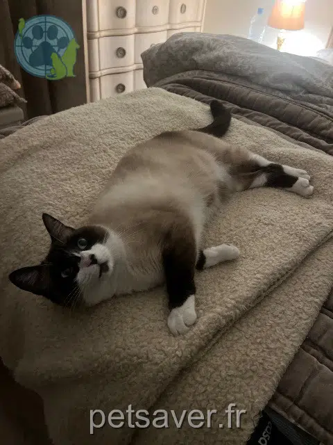 chatte lost   89100 Sens Caramel