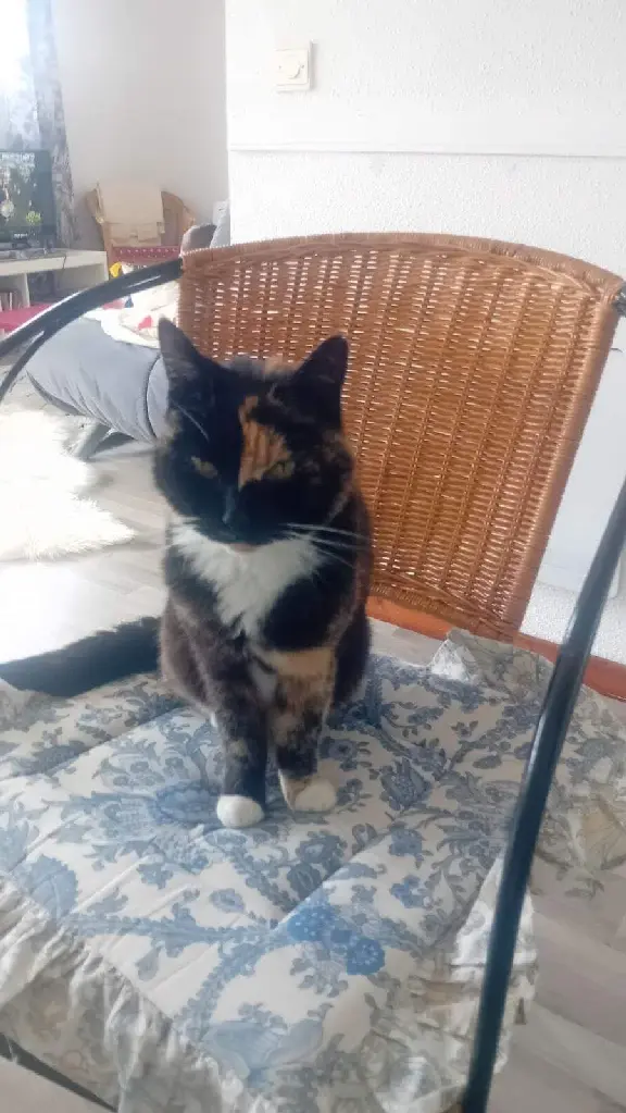 Chatte Perdue 89 Yonne - Chipie Chatte Perdue 89 Yonne - Chipie