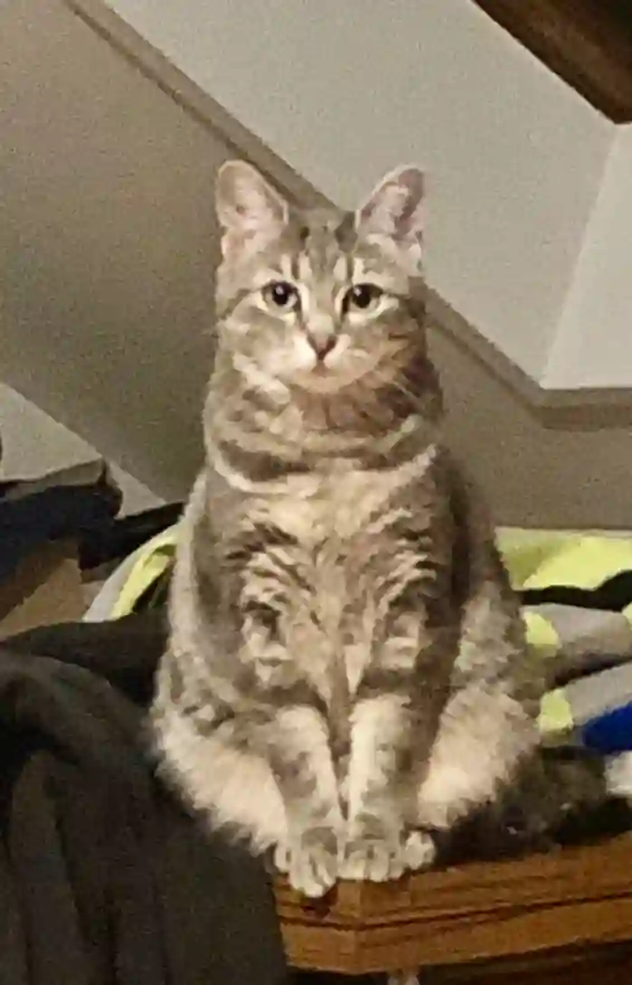Chatte Perdue 89 Yonne - Chipie Chatte Perdue 89 Yonne - Chipie