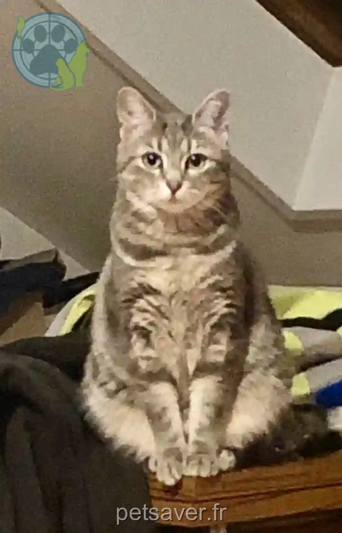 Chatte Perdue 89 Yonne - Chipie Chatte Perdue 89 Yonne - Chipie