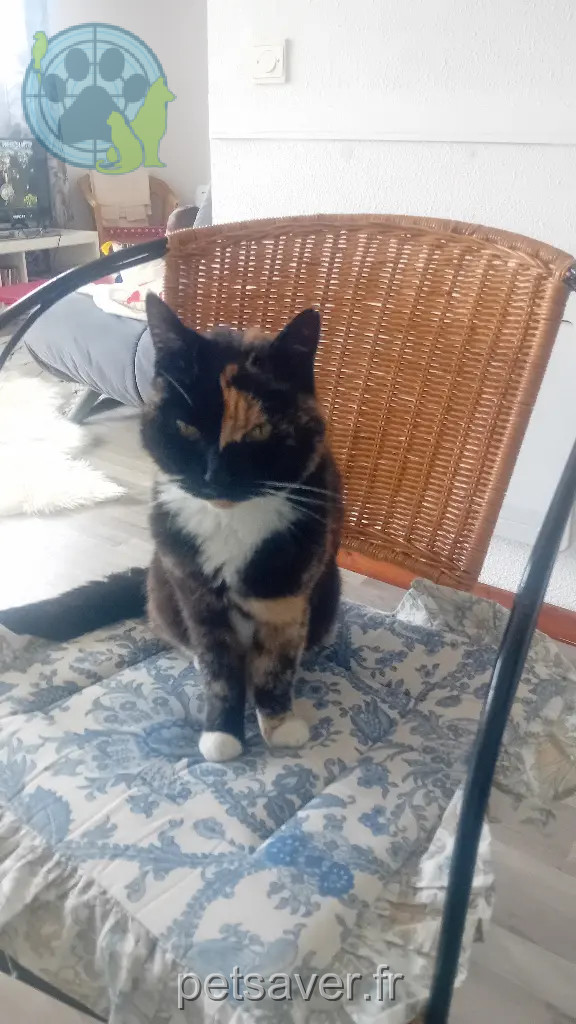Chatte Perdue 89 Yonne - Chipie Chatte Perdue 89 Yonne - Chipie