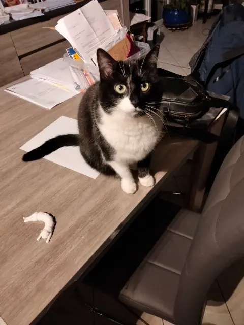 chatte lost    Auxerre Fripoune