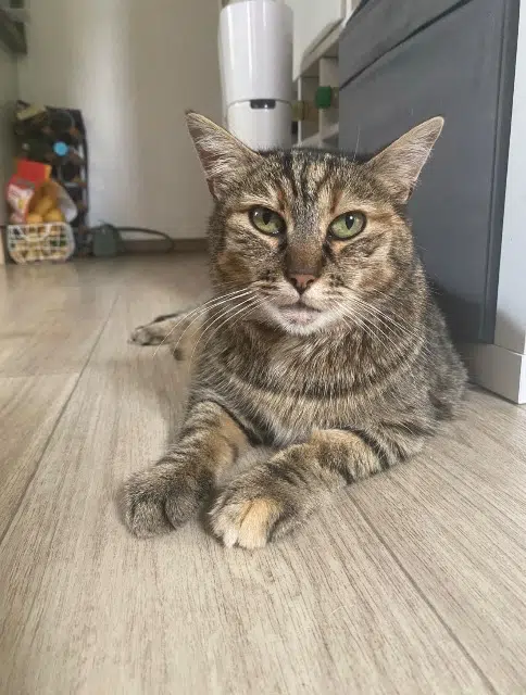 chatte lost   89300 Joigny Hannah