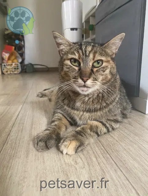 chatte perdue 89300 Joigny Hannah chatte lost 89300 Joigny Hannah