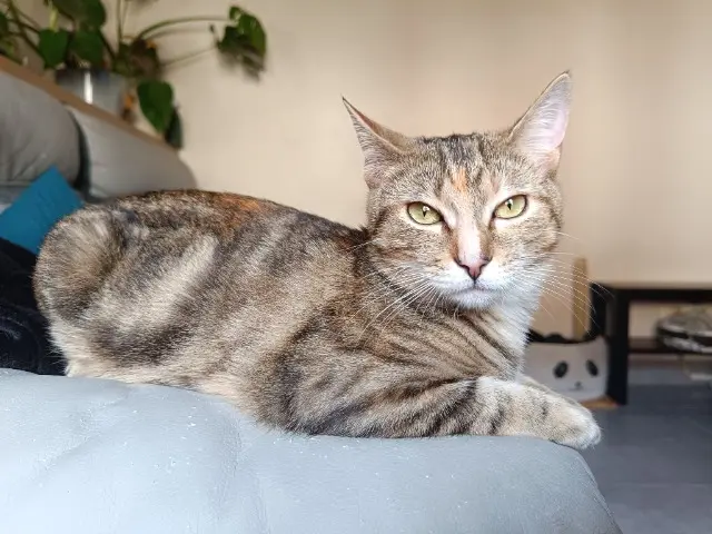 chatte lost   89330 Verlin Indica