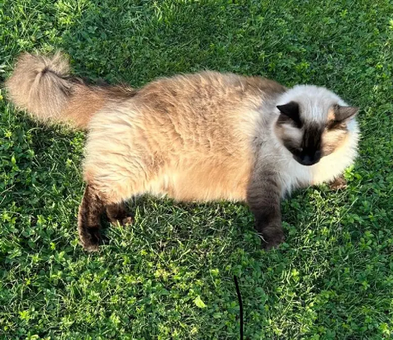 Chatte Perdue 89 Yonne - Ivana Chatte Perdue 89 Yonne - Ivana