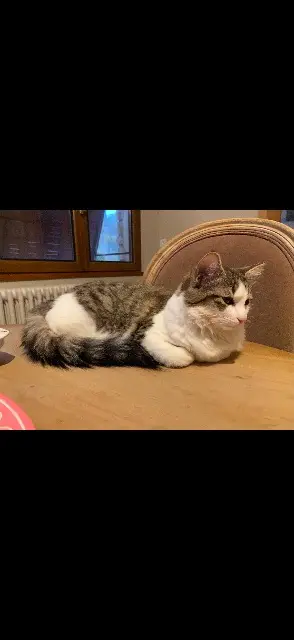 chatte lost   89240 Parly June