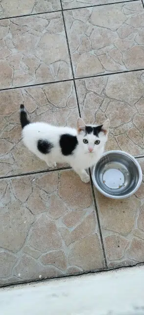 chatte lost   89800 Lichères-près-Aigremont Kana