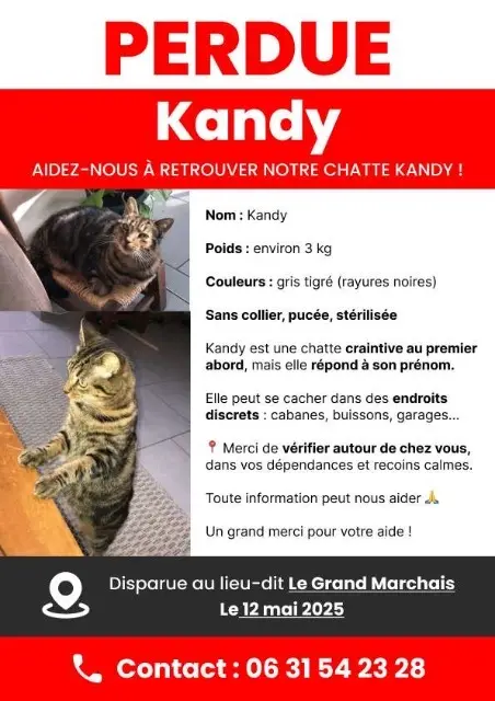 kat vermist 89500 Bussy-le-Repos Kandy kat lost 89500 Bussy-le-Repos Kandy