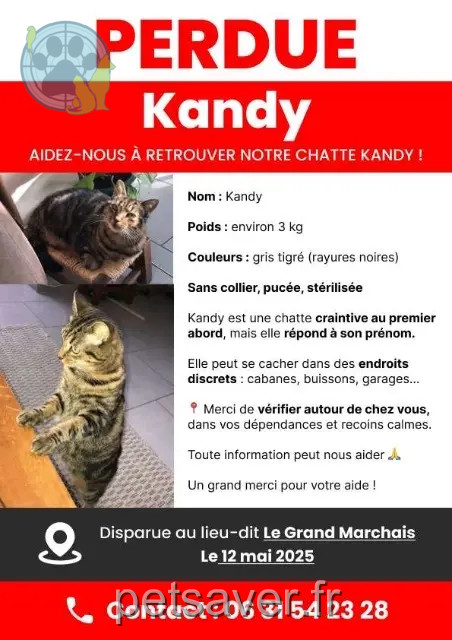 chatte perdue 89500 Bussy-le-Repos Kandy chatte lost 89500 Bussy-le-Repos Kandy