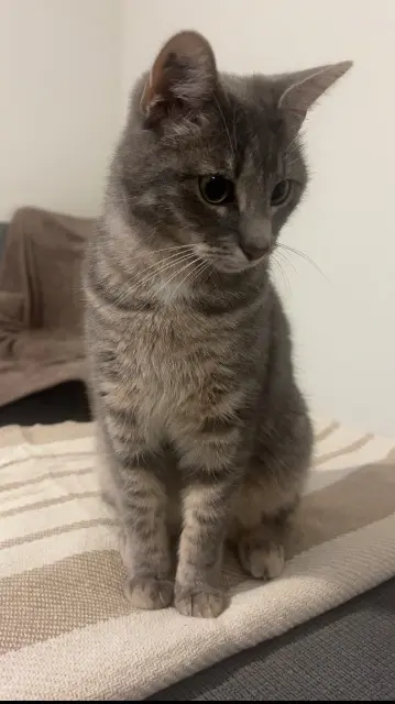 chatte lost   89000 Saint-Georges-sur-Baulche Kyubi