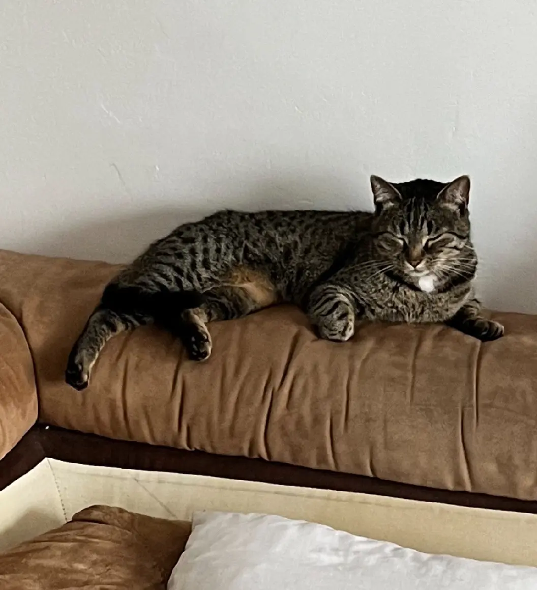 Chatte Perdue 89 Yonne Chatte Perdue 89 Yonne